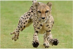 Звериный тыгыдым-тыгыдым: 25 фото, сделанных с риском для жизни