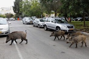 Как животные пользуются моментом и захватывают власть