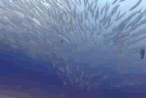 Рыбные гифки
