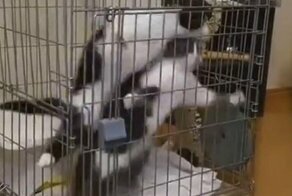 Кошки устроили бешеный забег в клетке