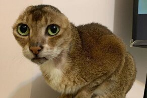 Кот лишился ушей, но смог обрести самое настоящее счастье
