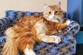 Своими руками: забавные вязаные кушетки для кошек