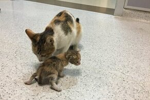 Кошка принесла своего котенка на медицинский осмотр в больницу