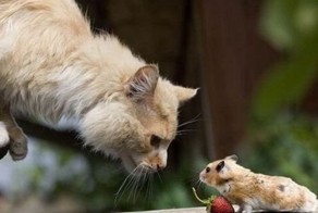 Кот и мышка (4 фото)