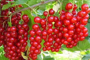 На каком месте в мире мы по экспорту овса, гороха, ячменя, пшеницы, тыквы, смородины и т.д