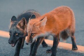 Фотограф подружился с лисой редкого окраса