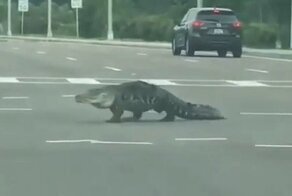 Аллигатор во Флориде решил продегустировать автомобилистов