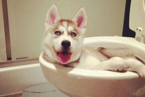 Чем занят пес, когда хозяев нет дома