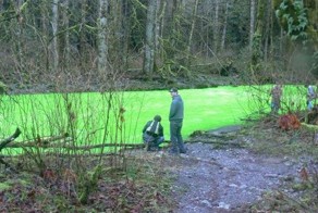 Зеленая река канадского парка (11 фото)