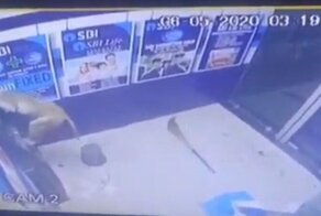 В Индии дикая обезьяна вскрыла банкомат