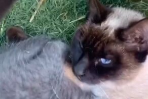 С этим котенком явно что-то не так