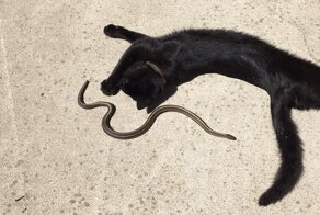 Кошка греется на солнце со змеей