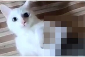 Кошка, которая всегда мечтала стать русалкой