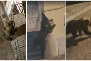 В Италии жители дома запечатлели слезающего с балкона медведя