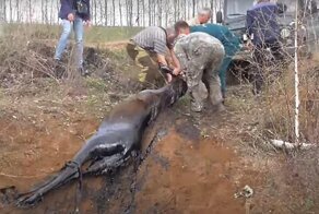 Спасение  увязшего в мазутной яме лосенка