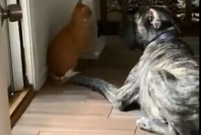 Котенок перехитрил игривого пса
