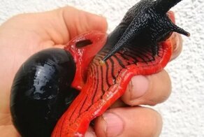 Огненная улитка- самый красивый моллюск в Малайзии