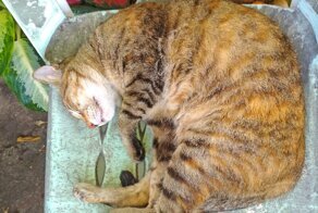 Есть еще те, кому 100% пофиг на коронавирус!