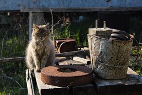 Бросайте всё! Время смотреть на котиков!