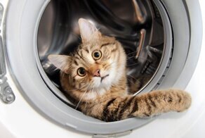 10 вещей, о которых нельзя забывать, чтобы не случилось беды с котиками