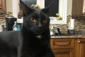 Кот-герой спас хозяев от пожара