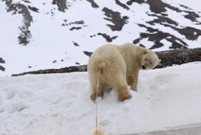 Самые дурацкие фотографии животных