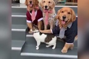 Собака заставила кота присоединиться к позированию для семейной фотографии
