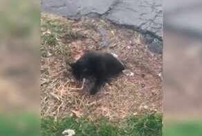 Кот, выбравшись из норы, удивил своими размерами