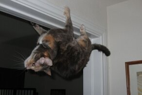 Не шуты, но акробаты