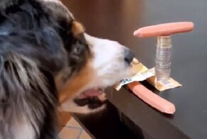 Пёс умеет вытаскивать купюры из-под монет