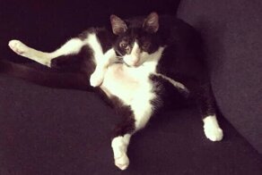 25 кошек, которые страшно недовольны карантином