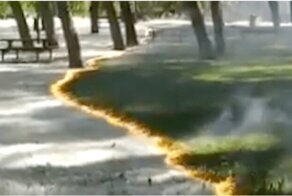 Испанцы подожгли тополиный пух в своем парке