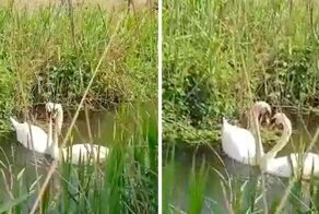 Видео: воссоединение пары лебедей после вынужденной разлуки