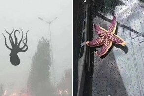 Реально ли существует дождь из лягушек?