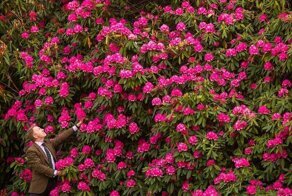Британские садоводы делятся фотографиями цветущих рододендронов
