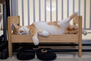 Котовладельцы нашли новое применение кукольным кроваткам