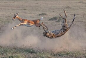 Победители конкурса BigPicture Natural World Photography 2020