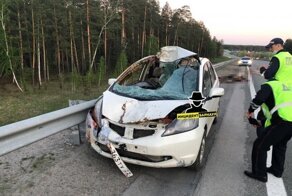 Беременную лосиху сбили на трассе в Алтайском крае