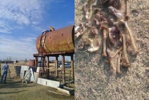 Дачники нашли человеческий скелет в резервуаре для воды, которую использовали для полива и для питья