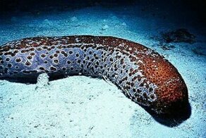 Морские огурцы: растение, животное или блюдо?