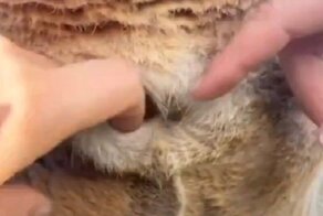 Девушка показала на видео, как выглядит сумка кенгуру изнутри, и это зрелище не для слабонервных