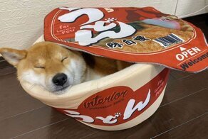 Пёс в забавном домике покорил пользователей Сети