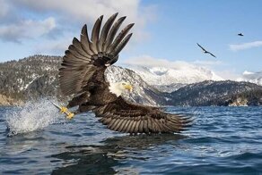 Улов дня: фотограф снял  зрелищное фото белоголового орлана с рыбой