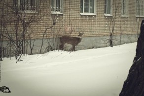 На улицах Ярославля разгуливает олененок (43 фото)