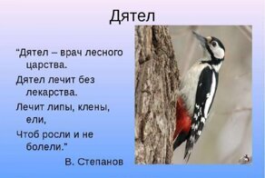 Почему дятла прозвали лесным доктором?