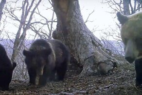 Медвежье семейство развернуло фотоловушку и запечатлело других хищников с необычного ракурса