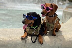 Водитель службы доставки взял в компаньоны своих такс