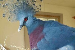 30 необычайно красивых птиц, о которых вы, возможно, не слышали