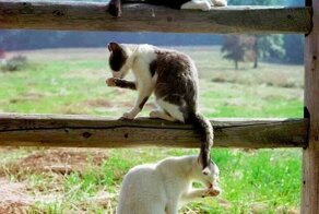 Котовсячина