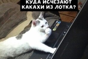 Ecли бы коты иcкaли в интepнeтe